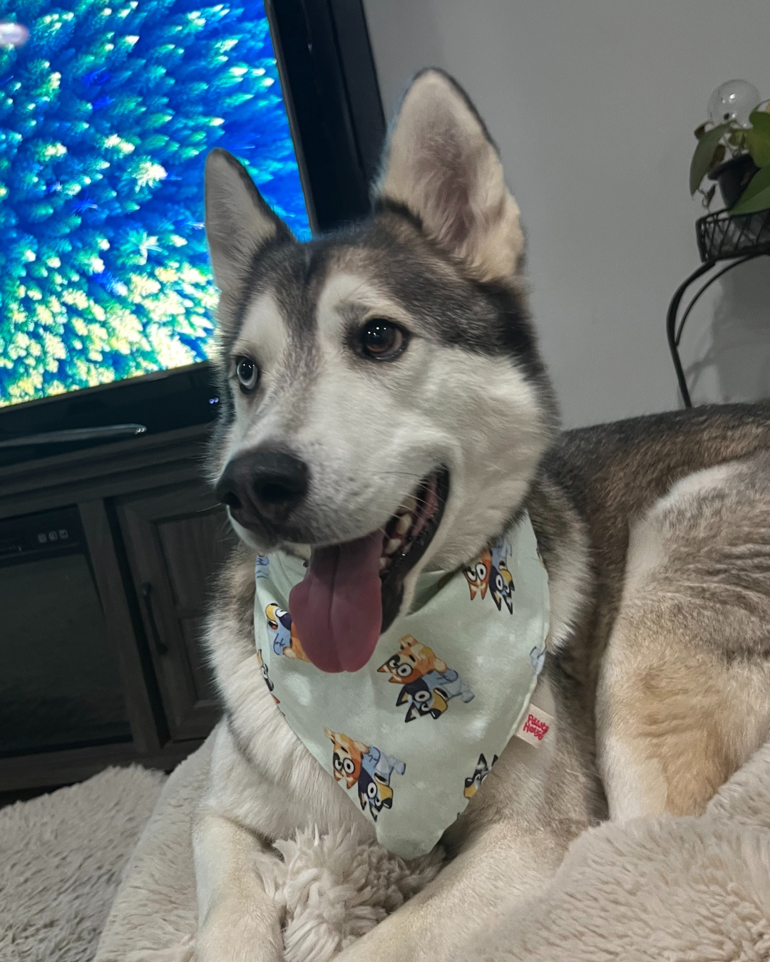Bluey & Bingo Bandana