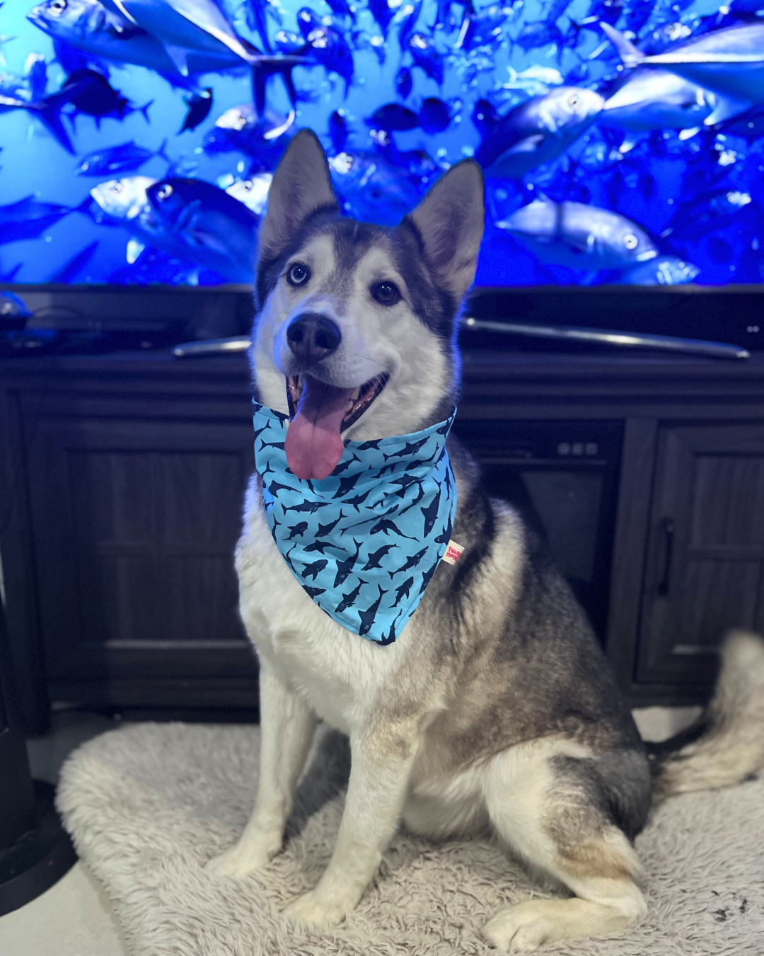 Shark Bandana