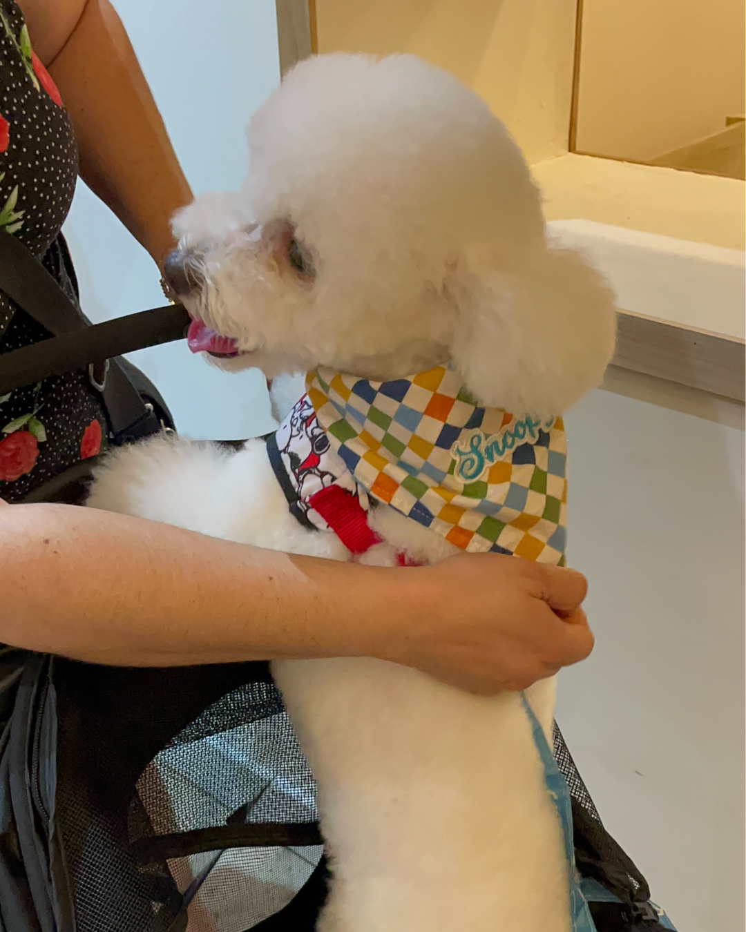 Autumn Checkered Dog Bandana