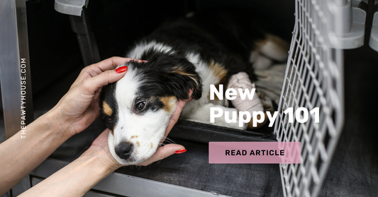 Puppy-Proofing For New Dog Parents