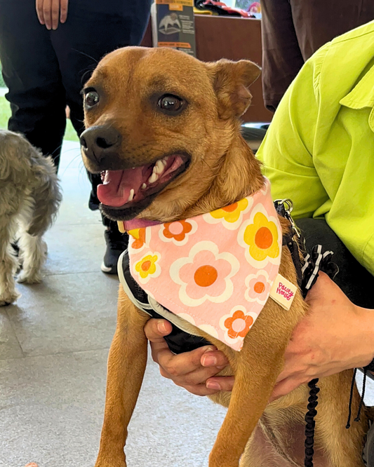 Groovy Flowers Dog Bandana