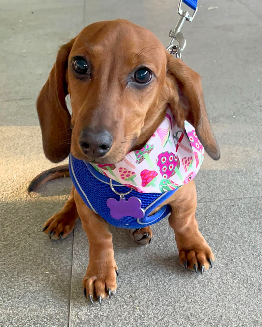 Groovy Shroom Dog Bandana