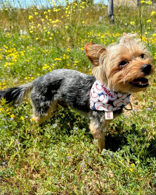 All-Star Baseball Dog Bandana