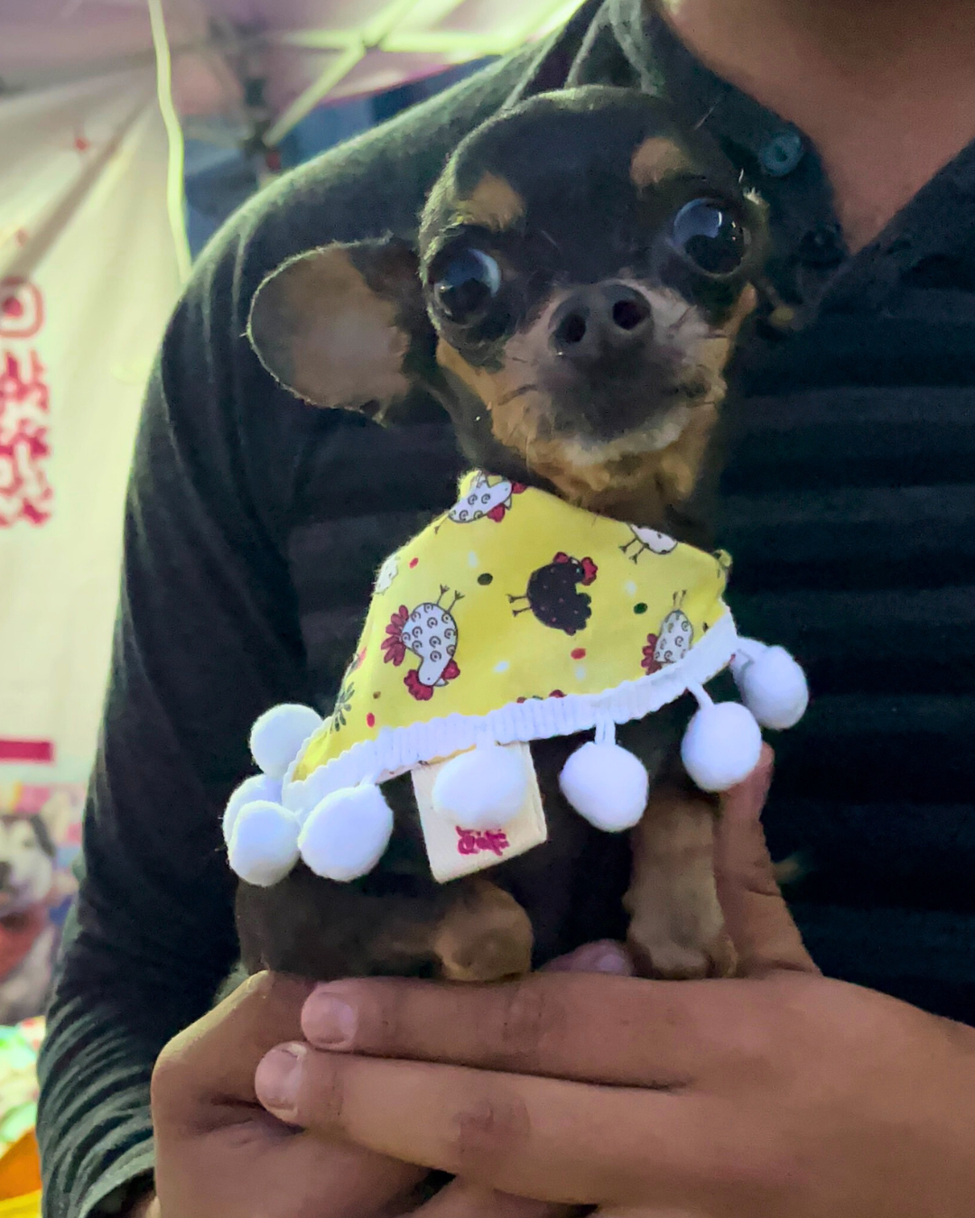 Hen Pawty Bandana