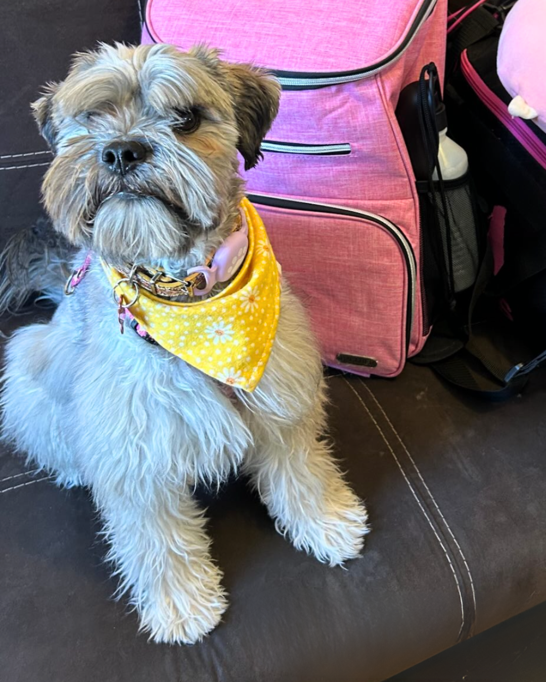 Yellow Daisys Bandana