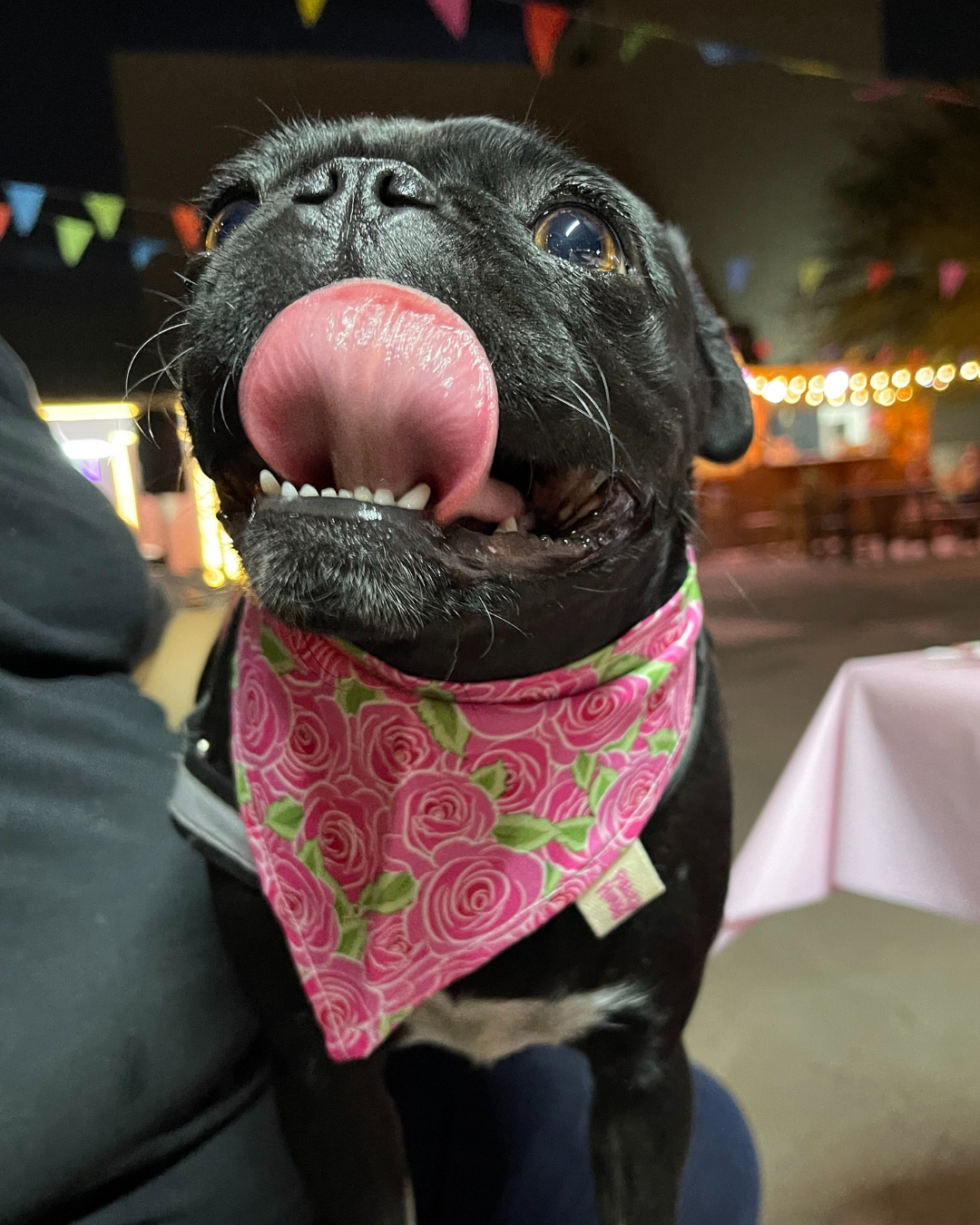 Rosie Dog Bandana