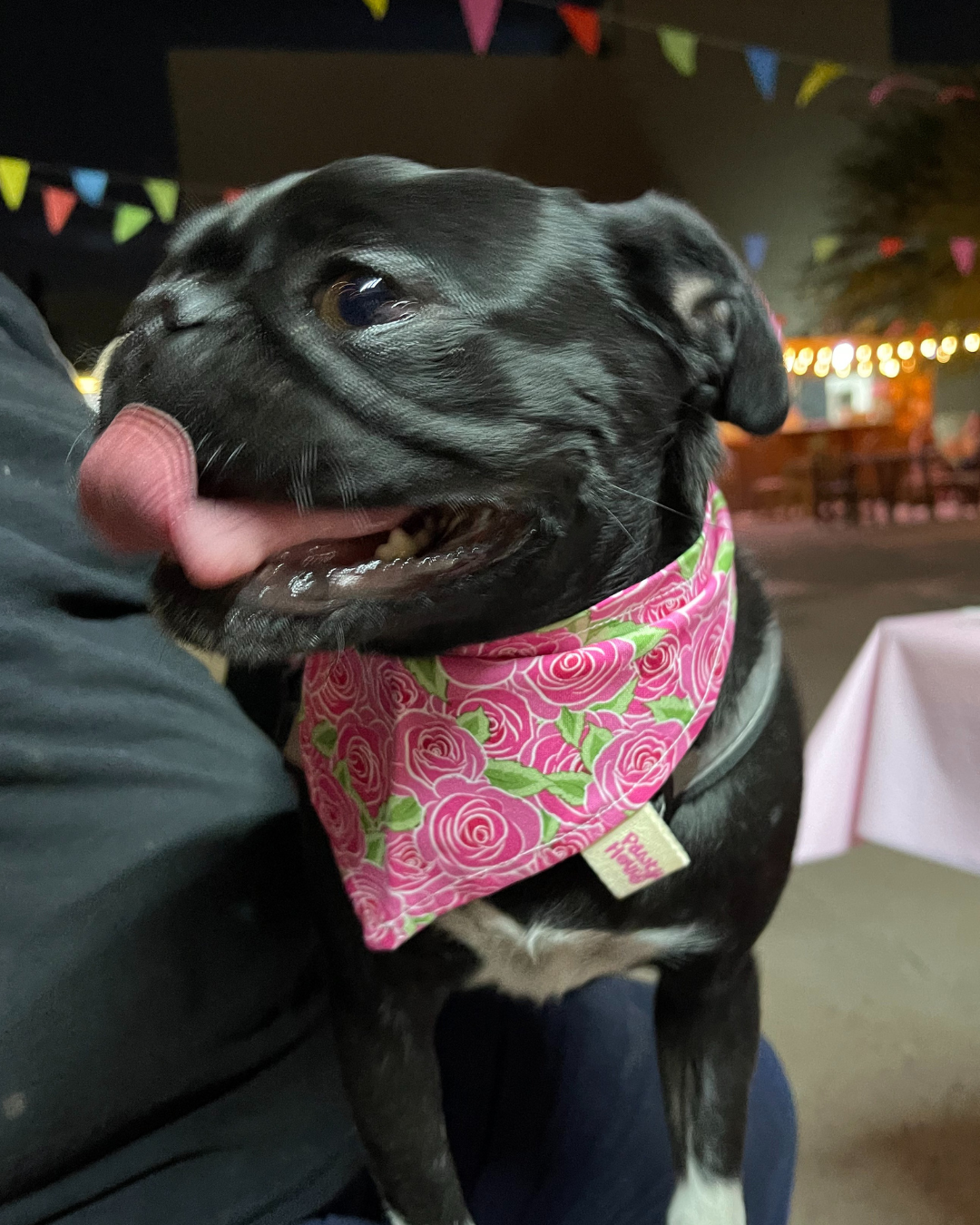 Rosie Dog Bandana