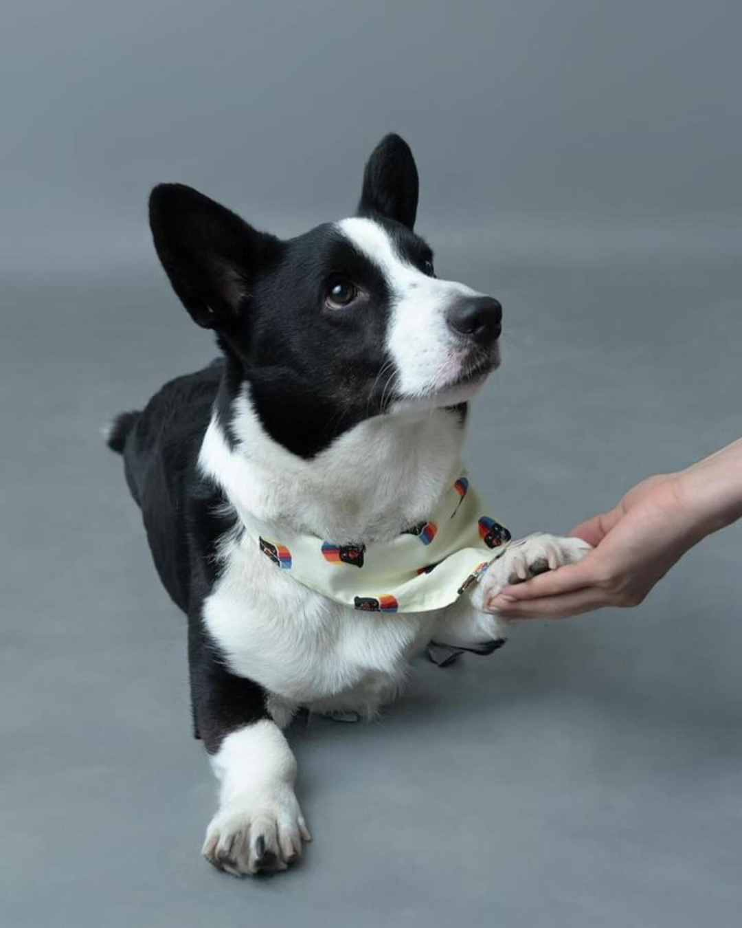 Darth Vader Dog Bandana