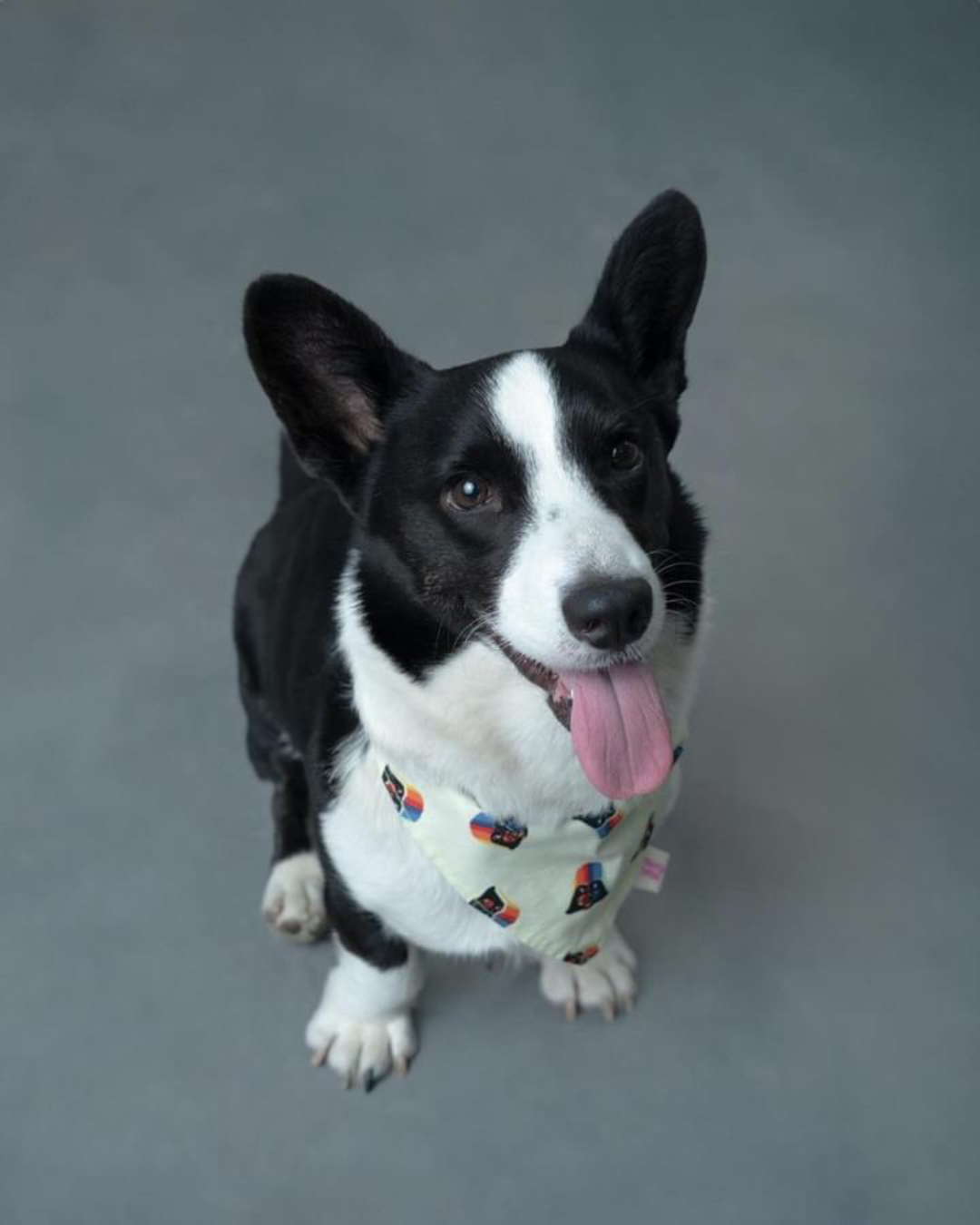 Darth Vader Dog Bandana