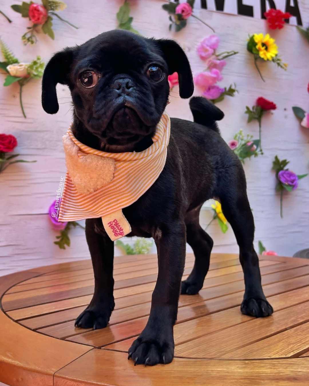 Aperol Spritz Bandana