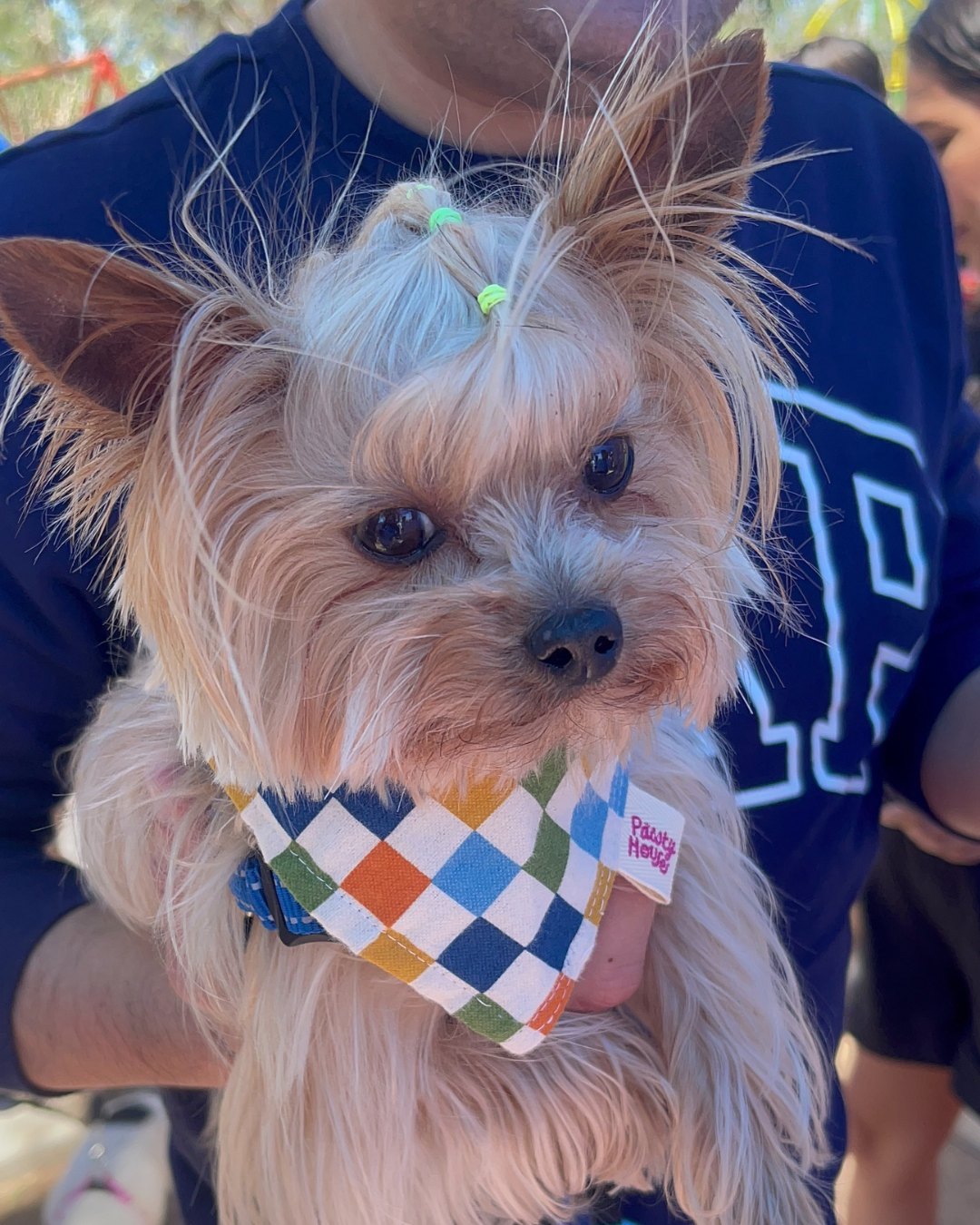 Autumn Checkered Dog Bandana