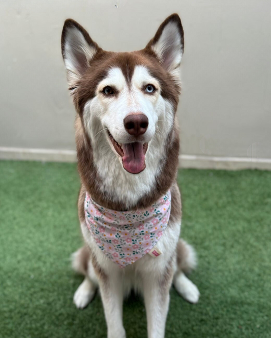 Gala's Bandana